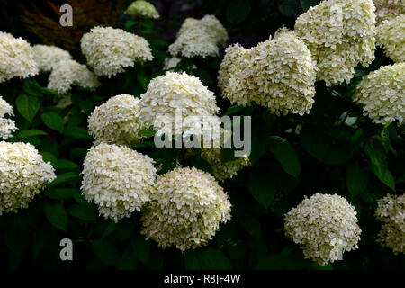 Hydrangea paniculata grandiflora,fleurs,fleurs,fleurs,fleurs,panicule,panicules,blanc,ombre,ombragée,jardin ombragé,jardinage,Floral RM Banque D'Images