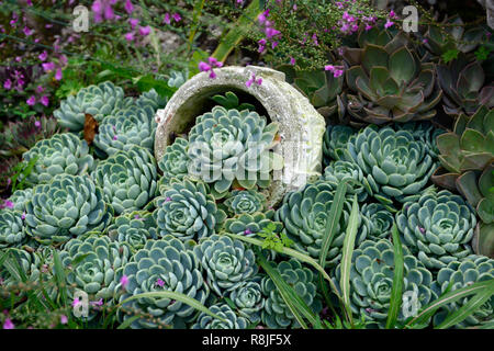 Sempervivum,succulentes succulentes,affichage,urne renversée,,imiter,eau,renversé,déversement,jardin,qui,design,lit Floral RM Banque D'Images