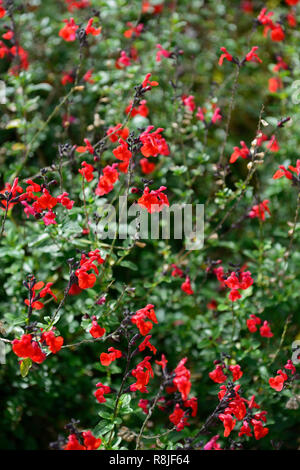 Salvia greggii Bumble sauges,Royal,sage,sages,rouge,rouge,fleurs,fleurs,fleurs,Fleurs,RM parfumés Banque D'Images