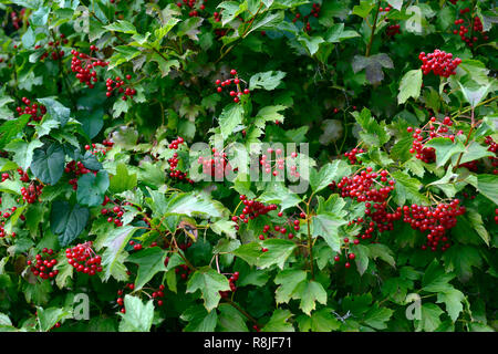 Viburnum opulus compactum,fruits rouges,Guelder Rose,automne automne automne,,,berry,fruits,fruits,fruits,arbuste,arbustes,Floral RM Banque D'Images