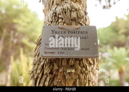 Plaque d'information jointe à la paume du Yucca Rastrata, indiquant son nom en latin et anglais. Close-up Banque D'Images