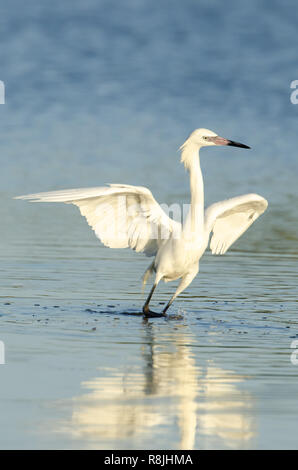 Aigrette rougeâtre forme blanche (Egretta rufescens) est considéré comme quasi menacé dans son état de conservation Banque D'Images