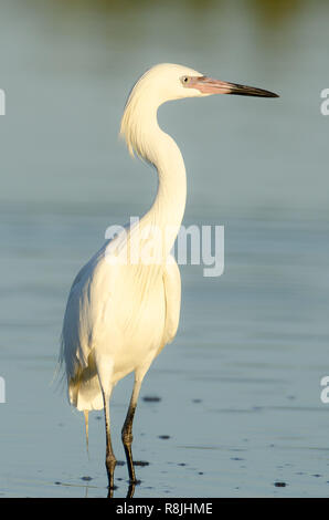 Quasi menacé aigrette rougeâtre forme blanche (Egretta rufescens) dans la zone côtière de la Floride Banque D'Images