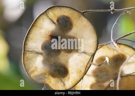 Franchise annuelle (Lunaria annua) des gousses mûres rétroéclairé. Cruickshank Botanic Garden, Aberdeen, Écosse, Royaume-Uni. Banque D'Images