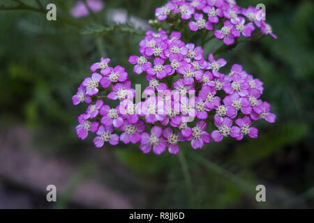Un tas de petites fleurs achilea Banque D'Images