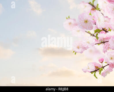 Arbre généalogique blanche fleur Fleurs Banque D'Images