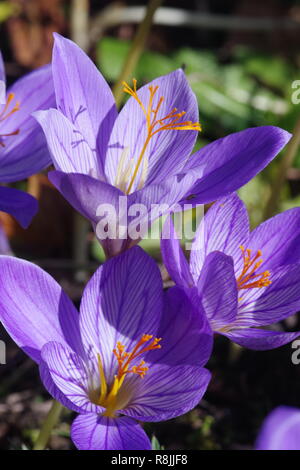 Purple Crocus d'automne, Colchicum autumnal, dans Cruickshank Botanic Garden, Aberdeen, Écosse, Royaume-Uni. Banque D'Images