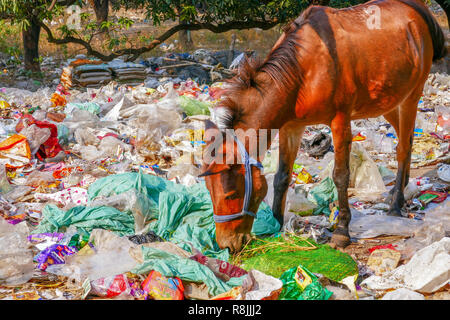 Vidage plastique avec des animaux près de Rishikesh, Inde Banque D'Images