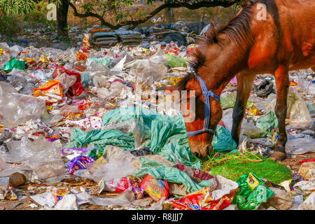 Vidage plastique avec des animaux près de Rishikesh, Inde Banque D'Images