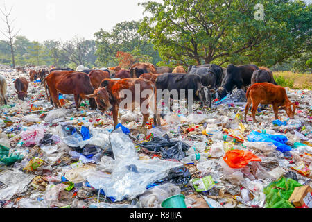 Vidage plastique avec des animaux près de Rishikesh, Inde Banque D'Images