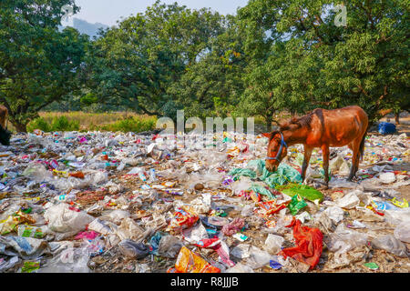 Vidage plastique avec des animaux près de Rishikesh, Inde Banque D'Images