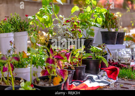 Plantes en pot en vente sur le bas-côté de la route Banque D'Images
