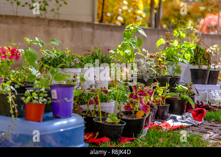 À partir des plantes sur le côté de la route à vendre Banque D'Images