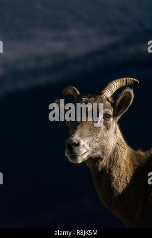 Un mouflon en fin d'après-midi, la lumière sur le Mont Evans dans le Colorado. Banque D'Images