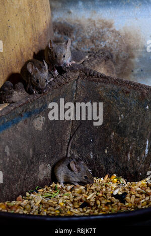 Les souris de manger les poulets chauds grain Banque D'Images