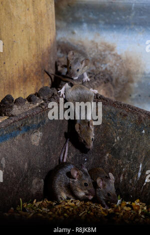 Les souris de manger les poulets chauds grain Banque D'Images