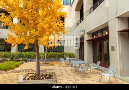 Stanford University Campus avec l'arbre de ginkgo dans son feuillage d'automne, Palo Alto, Californie, États-Unis. Banque D'Images