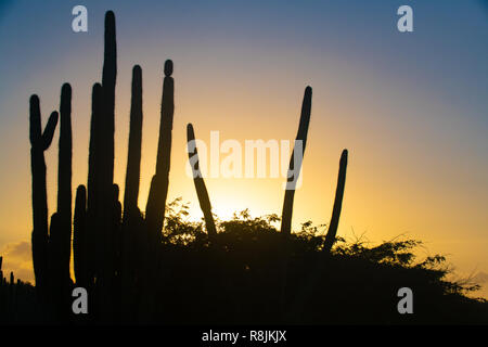 Le Parc national Arikok - Cactus au coucher du soleil paysage Aruba - Stenocereus griseus - cactus originaire de l'usine d'Aruba - cactus columnaires - desert landscape scene Banque D'Images