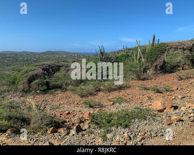 Aruba - paysage Stenocereus griseus - bush cactus originaire de l'usine d'Aruba au coucher du soleil - aka cactus columnaires - Aruba désert et océan des Caraïbes Banque D'Images