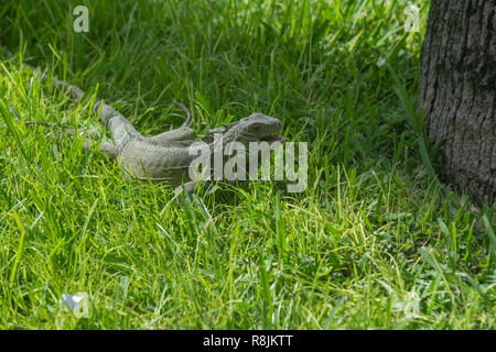 Green Iguana iguana Iguana iguana - - repos au soleil - les animaux herbivores et Aruba - Banque D'Images