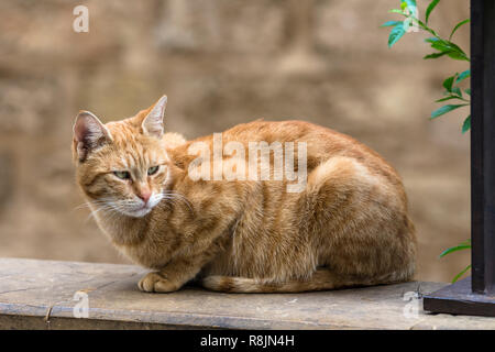 Portrait d'un chat marron tabby dans la rue Banque D'Images