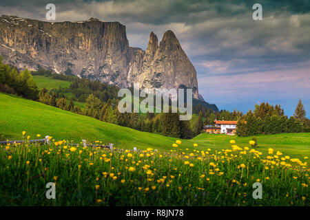 Alpe di Siusi - Alpe di Siusi - Sciliar avec groupe montagne Schlern en arrière-plan. Fleurs de pivoines jaunes et touristique lodge de dolomites, Trentino Alto Banque D'Images