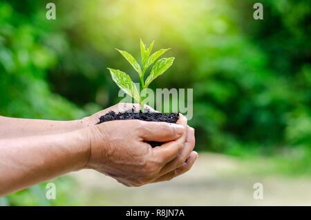 Dans les mains des arbres de semis. Bokeh fond vert femme hand holding arbre sur terrain herbe nature concept de conservation de la forêt Banque D'Images