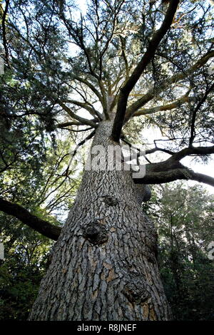 Low angle d'un grand arbre Banque D'Images