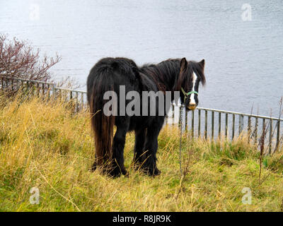Un poney gitan noir attaché sur la rive de la Rivière Tees à Middlesbrough Banque D'Images