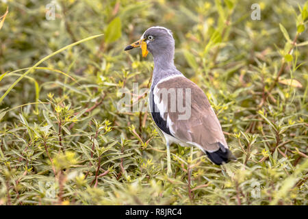 À couronne blanche sociable (Vanellus albiceps) nourriture dans la végétation verte dans le parc national Kruger en Afrique du Sud Banque D'Images