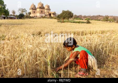 L'Inde, le Madhya Pradesh, Orchha, une petite fille la récolte du blé Banque D'Images