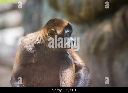 Singe araignée de Geoffroy (Ateles geoffroyi), alias le singe araignée aux mains noires. Banque D'Images