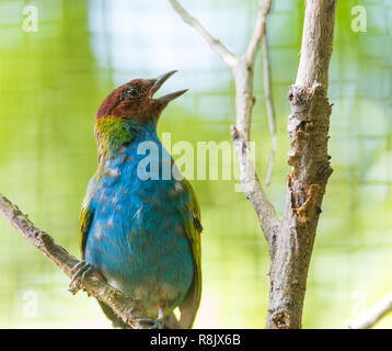 Bay (tangara Tangara gyrola tête) est un passereau de taille moyenne et un éleveur résidant au Costa Rica. Banque D'Images