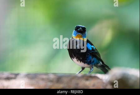 Tangara à capuchon d'or (Tangara larvata) est un passereau de taille moyenne. Mâle adulte a une tête d'or avec eyemask noir bordé de bleu-violet, abov Banque D'Images