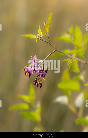 Deep purple fleurs de la belladone plante Banque D'Images