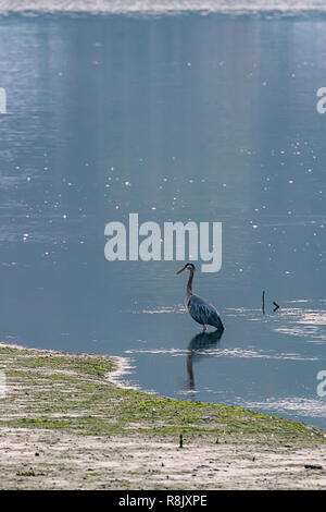 Blue Giant haron assis dans les eaux du Puget Sound Banque D'Images