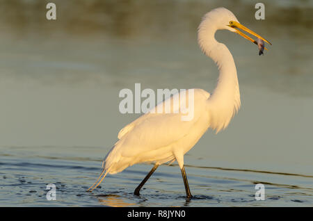 Grande aigrette (Ardea alba) avec des poissons dans la bouche dans les zones humides de la Floride Banque D'Images