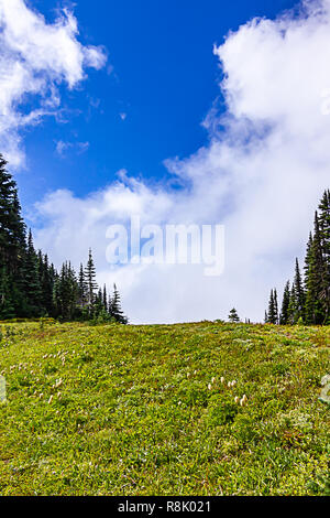 Shot verticale de pré alpin en été Banque D'Images