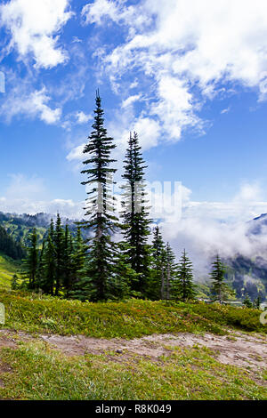 Paire de grands arbres s'élèvent vers le ciel rempli de nuages sur prairie alpine Banque D'Images