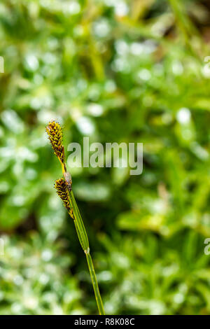 Tall grass vertical avec gouttes de rosée et une mouche sur le dessus Banque D'Images