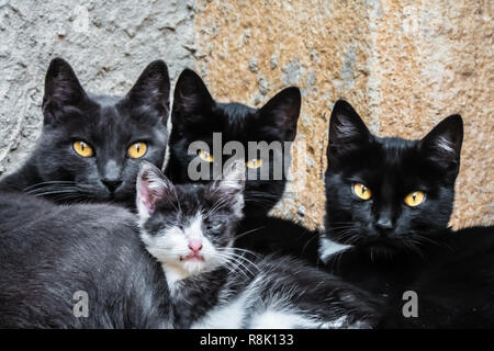 Une famille de chat garde l'entrée du monastère historique du Monastère de Santa María de Vallbona, un monastère cistercien en Catalogne, Espagne. Banque D'Images