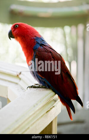 Il s'agit d'une vue latérale d'une femelle eclectus parrot Banque D'Images