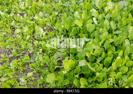 Spinash vert frais dans la culture en jardin, fer à repasser l'alimentation Banque D'Images