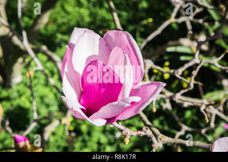 Close up of white rose et Magnolia Blossoms Banque D'Images