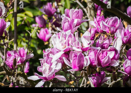 Affichage d'extravagantes Magnolia en fleurs blanches et roses Banque D'Images