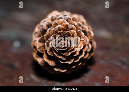 Je demande.... et j'obtiens ! - Page 15 Des-pommes-de-pins-sous-la-forme-de-roses-les-cones-cones-dans-la-forme-de-roses-meleze-d-europe-r8k240