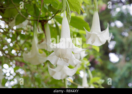 Brugmansia blanc, communément connu sous le nom de Angel's Trumpet Banque D'Images