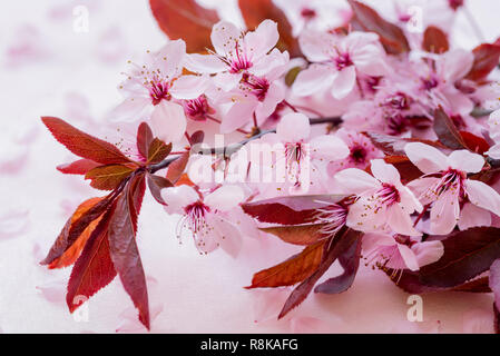 Brin de blossoming cherry prunes sur fond rose. Sakura. Fleur de cerisier au printemps pour l'arrière-plan ou l'espace de copie pour le texte Banque D'Images