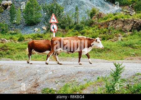 Les vaches qui traversent la route dans les montagnes de l'Altaï en Sibérie de la Russie Banque D'Images