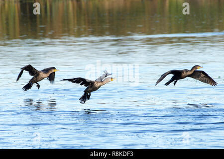 Cormoran à aigrettes double battant ensemble l'atterrissage sur l'eau. Le cormoran à aigrettes est trouvé près des rivières et des lacs et le long du littoral. Banque D'Images